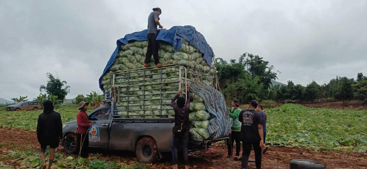 เกษตรกรตากร้อง! รถขนผักขาดแคลน หวั่นผลผลิตเสียหาย ฝนถล่มซ้ำ–ราคาตกต่ำ ต้นทุนพุ่ง