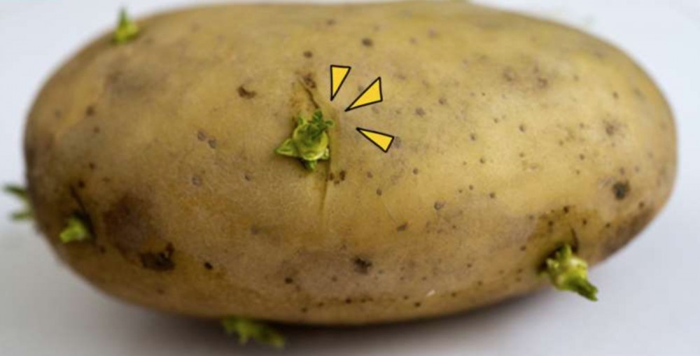 蔬菜