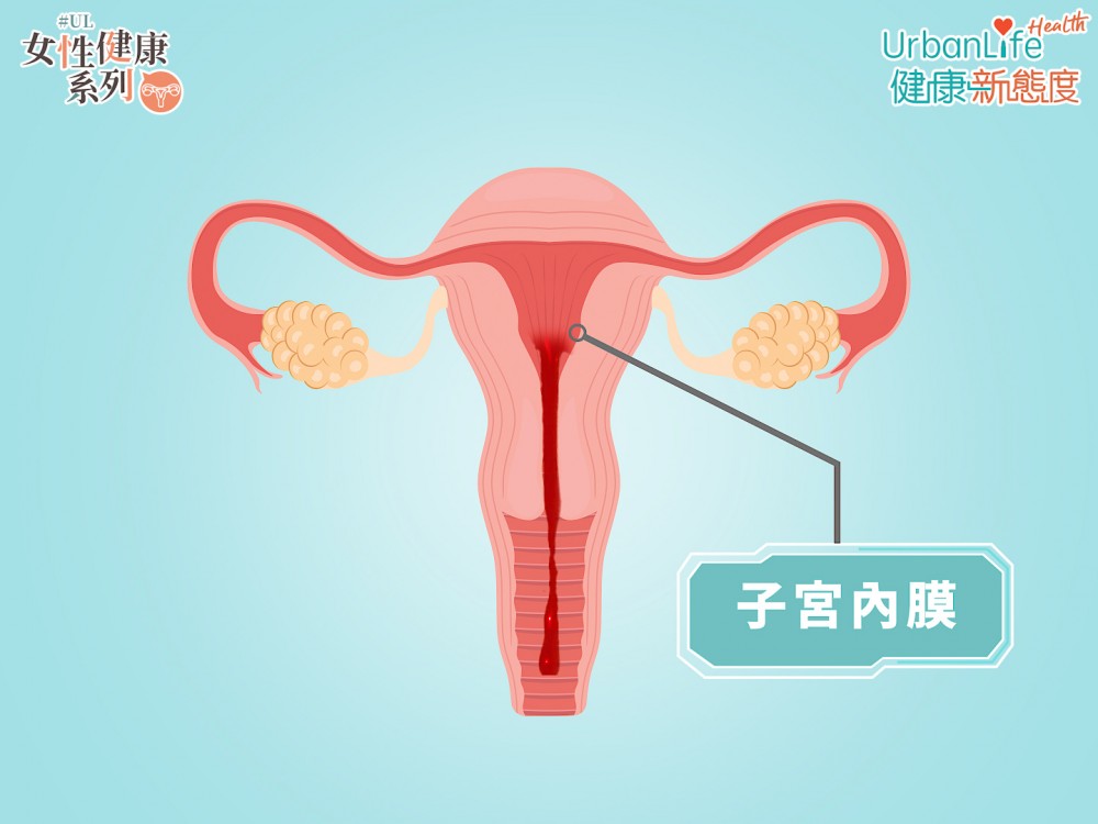 子宮內膜是子宮的最內層部份。