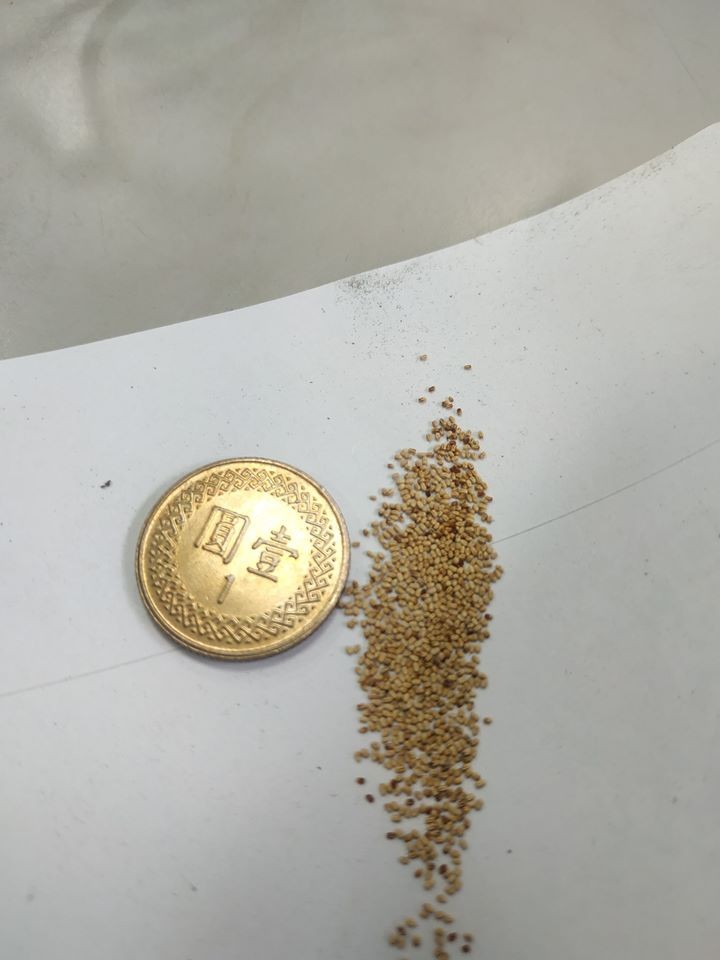 台灣有網民家中牆壁出現大量猶如芝麻的不明顆粒物體,有可能是白蟻侵入現象。