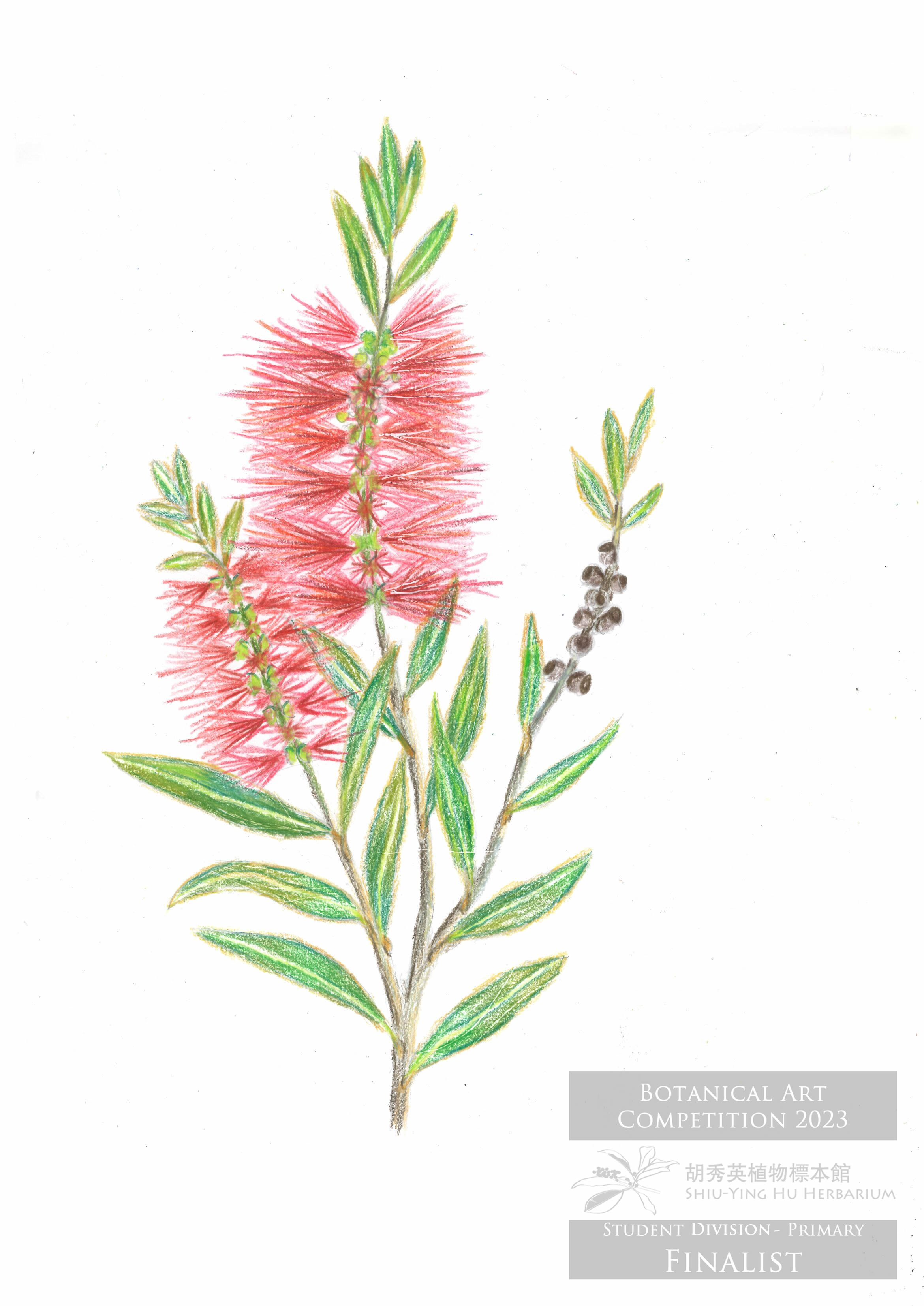 小學組 Primary Student Division (2023) ShiuYing Hu Herbarium