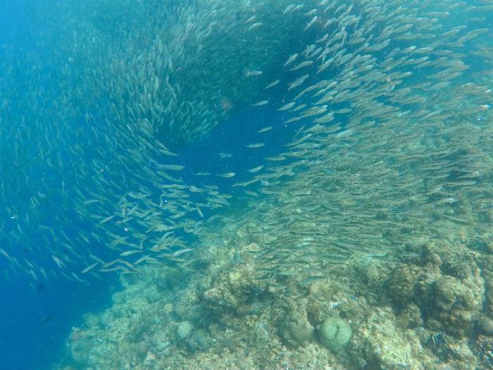 沙丁魚風暴
