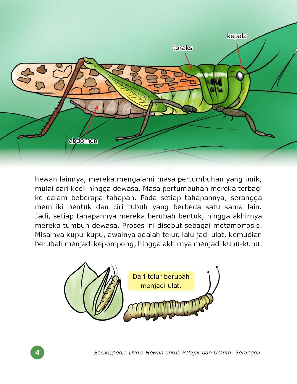 Jual Buku Ensiklopedia Dunia Hewan Untuk Pelajar Dan Umum
