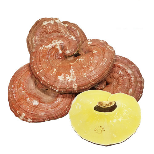 Gyeongdong Nấm Linh Chi Hàn Quốc 1kg (6p) Gyeongdong Nấm Linh Chi Hàn Quốc 1kg (6p)