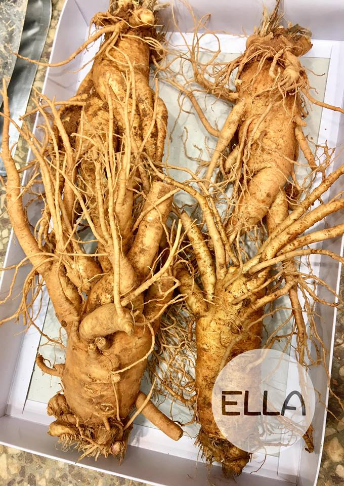 Gyeongdong Nhân sâm tươi Geumsan Korea Ginseng 1kg (04p) Gyeongdong Nhân sâm tươi Geumsan Korea Ginseng 1kg (04p)