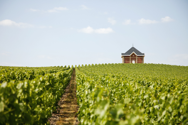 Moët & Chandon's vineyards at Loge Montaigu