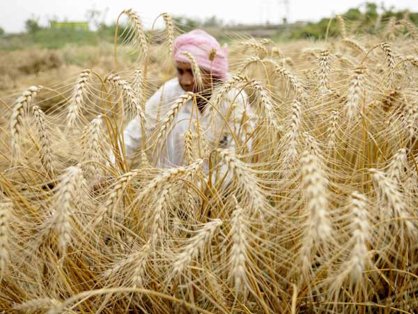 Crop cover needs separate set of rules: experts Crop cover needs separate set of rules: experts
