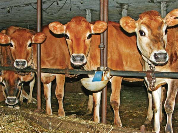 Implement farm produce & livestock law, states asked Implement farm produce & livestock law, states asked