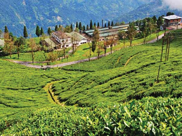 A resort for tea lovers A resort for tea lovers
