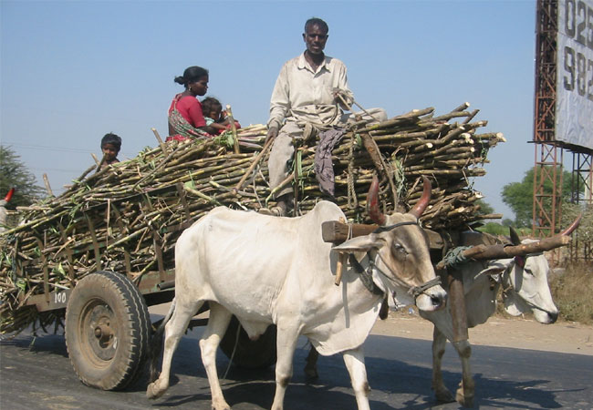 Rise in sugar production to spur purchase cycle Rise in sugar production to spur purchase cycle