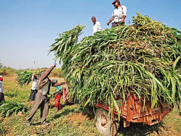 Sowing distress Sowing distress