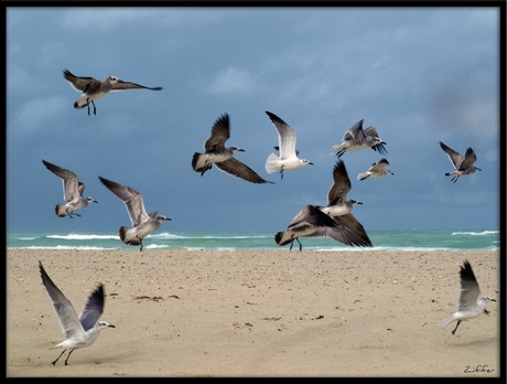 a dozen birds in flight over a beach with white cresting waves and a cloudy sky in the background
