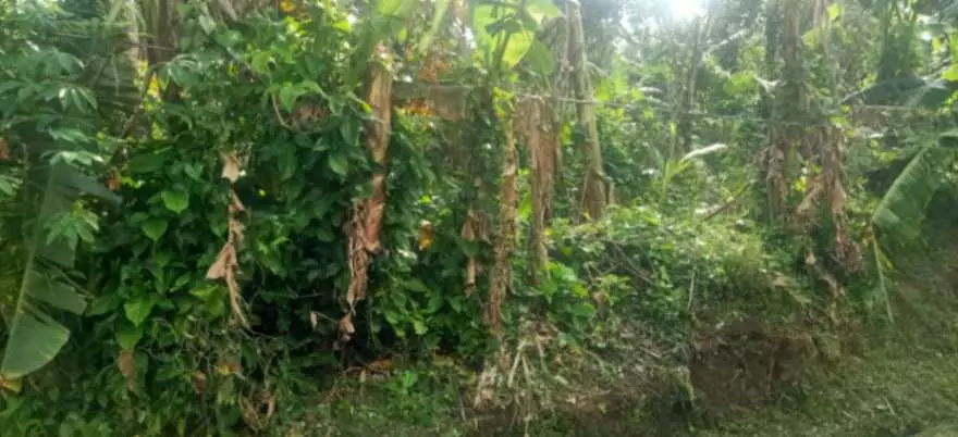 For Sale: 1,000sqm Lot in Buho Silang, Tagaytay Road – Near CALAX Exit - photo 5