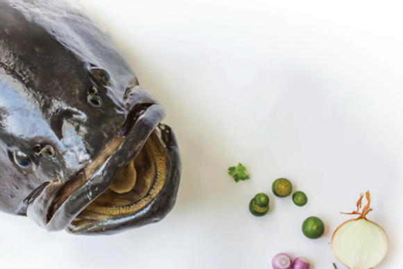 龙趸 Giant Grouper