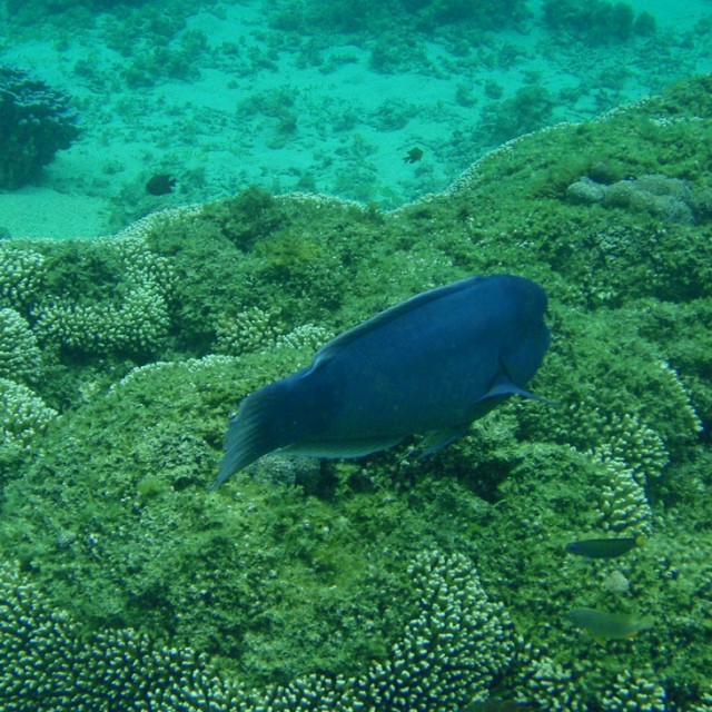 Lord Howe Island Group GoUNESCO Go UNESCO