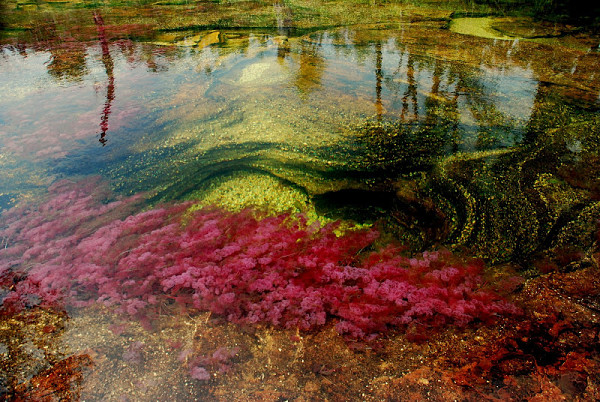 Cano-Cristales-of-Columbia