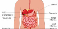 Sistem pencernaan adalah proses yang dilakukan oleh sistem organ pencernaan untuk mengolah makanan agar dapat diserap nutrisinya dan diubah menjadi energi. Sistem organ pencernaan pun terdiri dari organ-organ yang memiliki peranannya masing-masing dalam mengolah makanan. Kira-kira seperti apa proses pencernaan makanan yang ada di dalam tubuh? Yuk simak pembahasan berikut ini! Mulut Makanan pertama kali […]