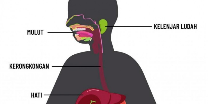 GURU BERBAGI | RPP Sistem Pencernaan Manusia