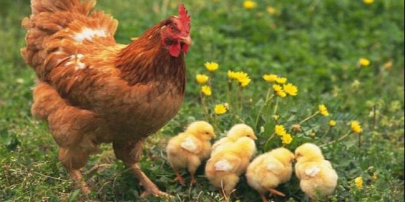 430 Gambar Binatang Ayam Gratis Terbaru