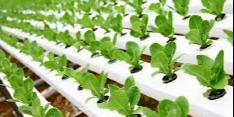 Guru Berbagi Teknologi Sistem Reproduksi Tumbuhan Dan Hewan Guru Berbagi Teknologi Sistem Reproduksi Tumbuhan Dan Hewan