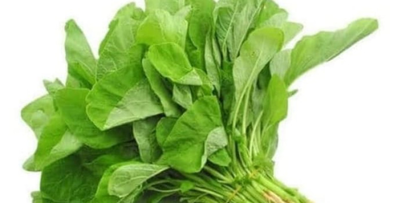 GURU BERBAGI Sayur Bayam