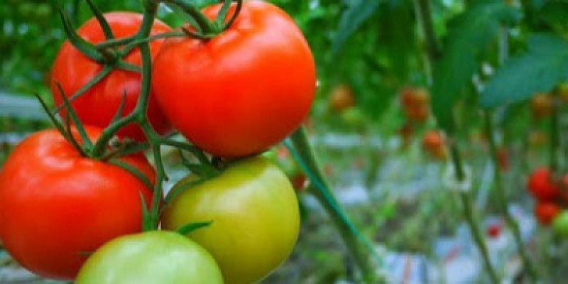 GURU BERBAGI RPP TEMA TANAMAN SUB TEMA BUAH TOMAT