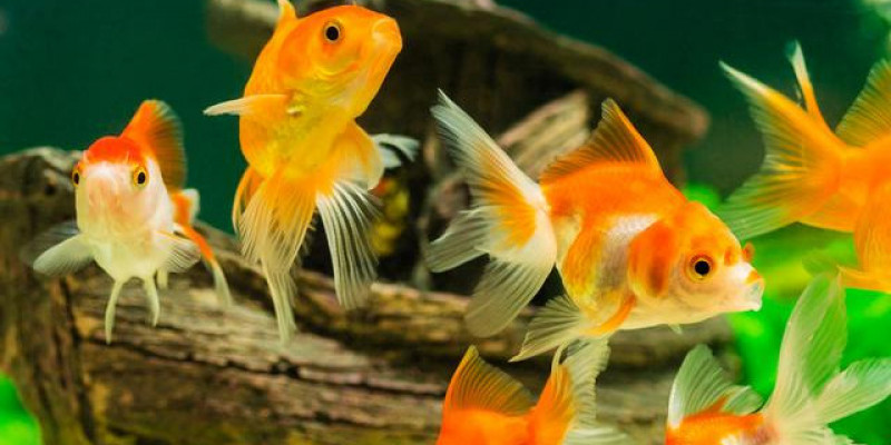 90+ Gambar Binatang Yang Hidup Di Air Untuk Anak Tk HD Terbaru