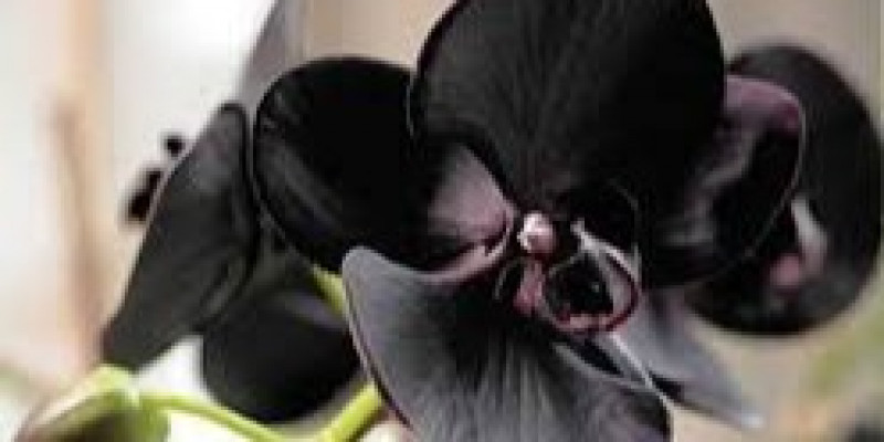 Guru Berbagi Rpp Keanekaragaman Hayati Biologi Kelas X Luring