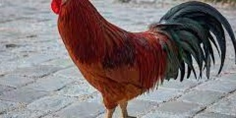 Guru Berbagi Mengenal Macam Macam Binatang Peliharaan