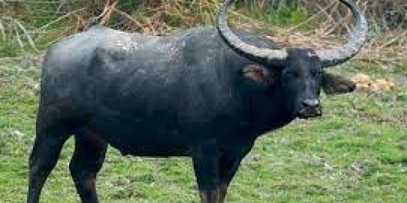 Guru Berbagi Binatang Binatang Yang Hidup Di Darat Kerbau