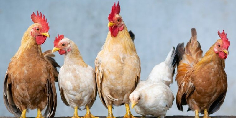 430 Gambar Binatang Ayam Gratis Terbaru