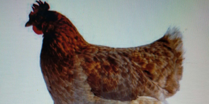 880 Koleksi Gambar Binatang Peliharaan Ayam Terbaik