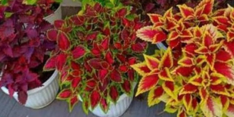 Tumbuhan di Habitat Pegunungan