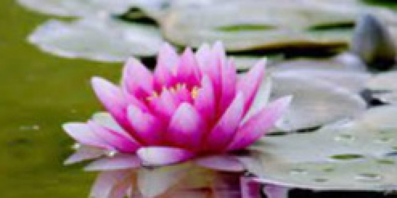 Tumbuhan di Habitat Gurun