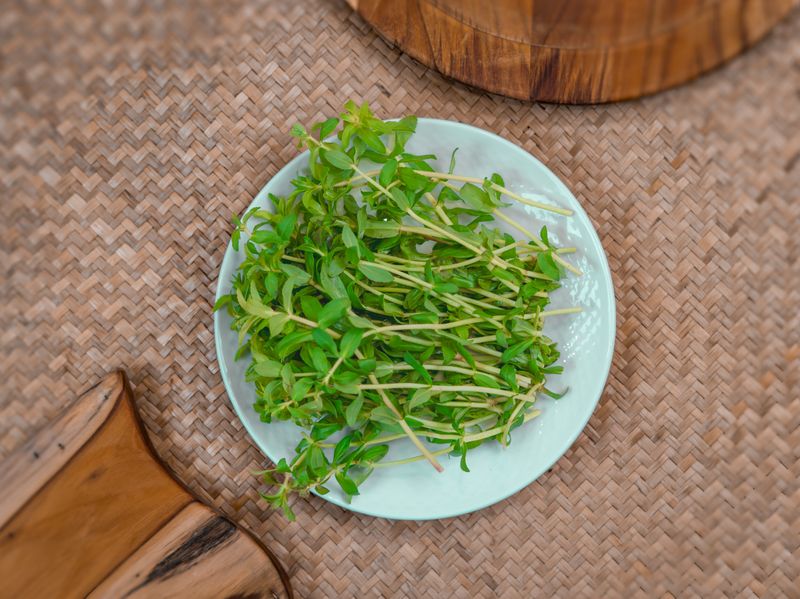 Rice Paddy Herb