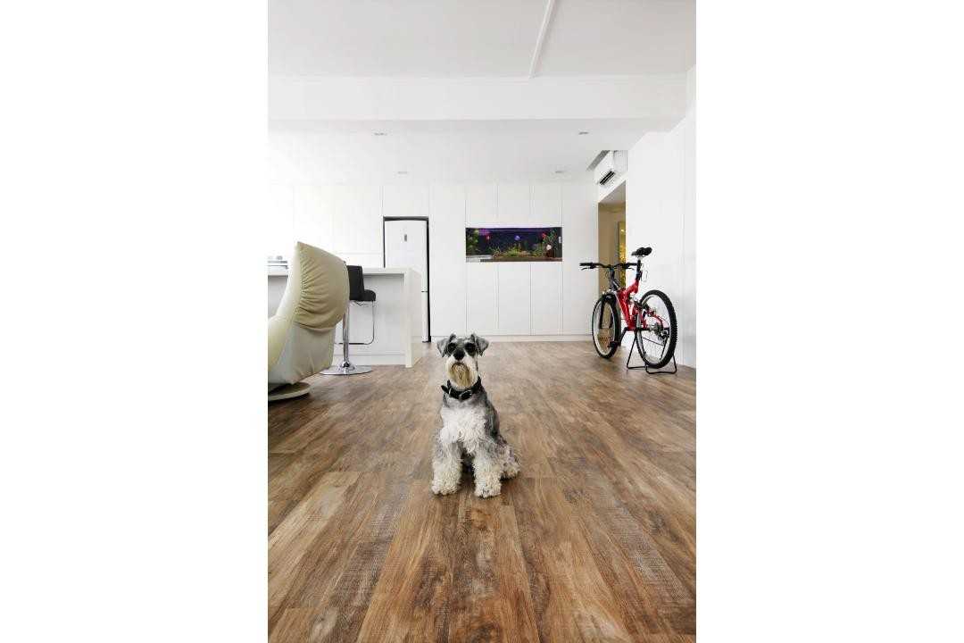 Modern Hallway with Pets and Bicycle