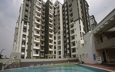 Sobha daffodil thumbnail