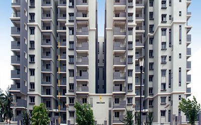 Sobha daisy thumbnail