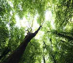 Ozone KNS Oasis Plot Off Sarjapur road Bangalore