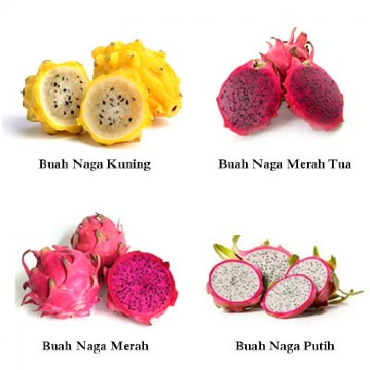Cara Membuat Jus Buah Naga Menggunakan Bahasa Inggris