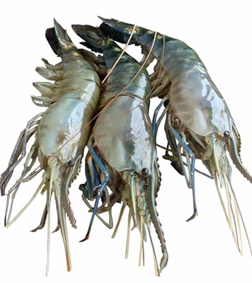 Buy golda-prawn-70128 Online