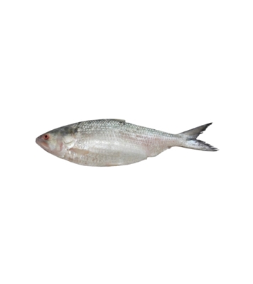 Picture of Hilsha Fish (ইলিশ) 300gm Plus