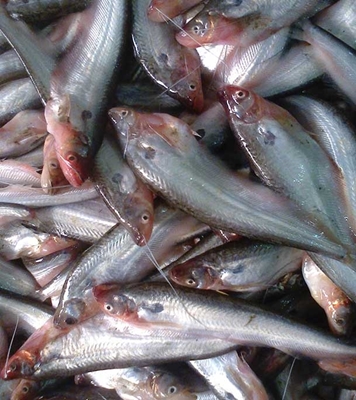 Picture of Pabda Fish (পাবদা মাছ) 1kg