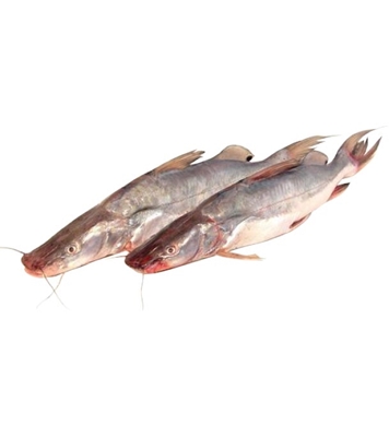Buy Aair Normal (আইর) Fish Online at Best Price