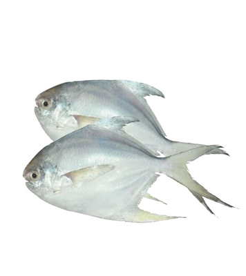 Buy Rupchada (রূপচাঁদা ) Fish Online at Best Price
