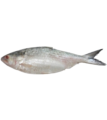 Buy Hilsha Fish (ইলিশ) 900gm Plus Online at Best Price