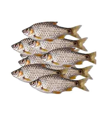 Buy Deshi Puti Fish (দেশী পুটি) Online at Best Price