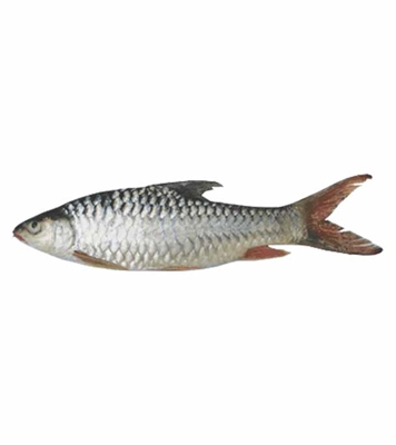 Buy Moha Shoil Fish 4kg+ Per Piece Online