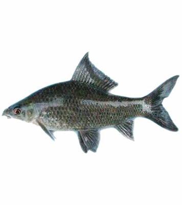 Buy kalabaush Fish 1kg+ Per Pcs Online