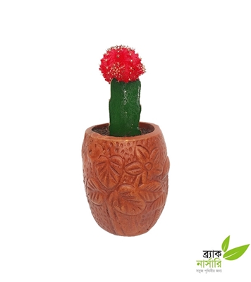 Buy Cactus Redcap Plant Online